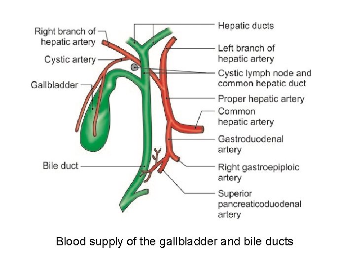 Blood supply of the gallbladder and bile ducts 