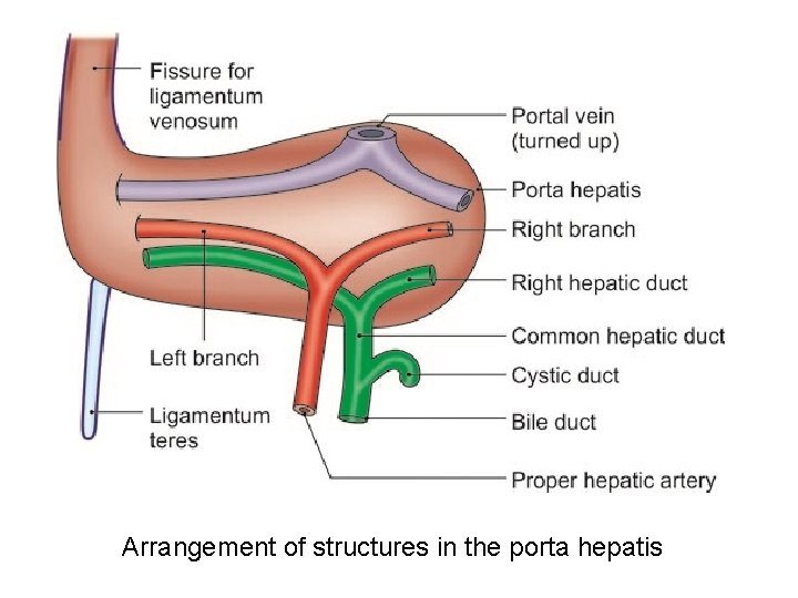 Arrangement of structures in the porta hepatis 