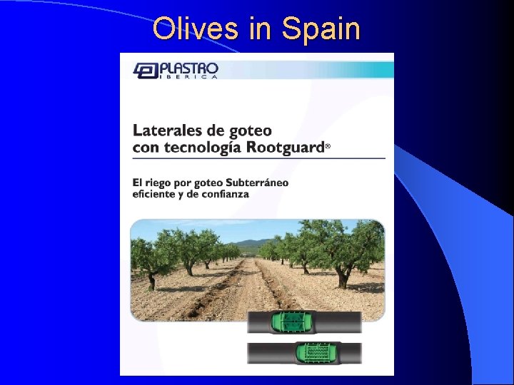 Olives in Spain 
