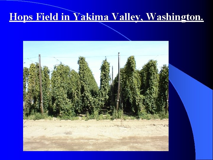 Hops Field in Yakima Valley, Washington. 