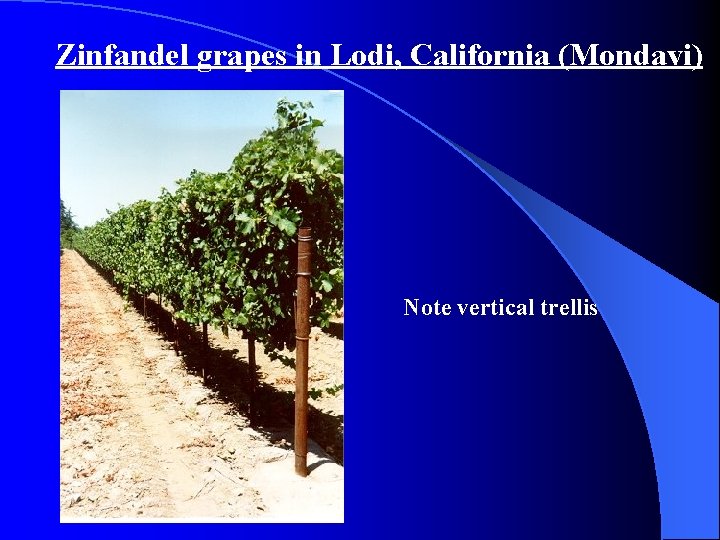 Zinfandel grapes in Lodi, California (Mondavi) Note vertical trellis 