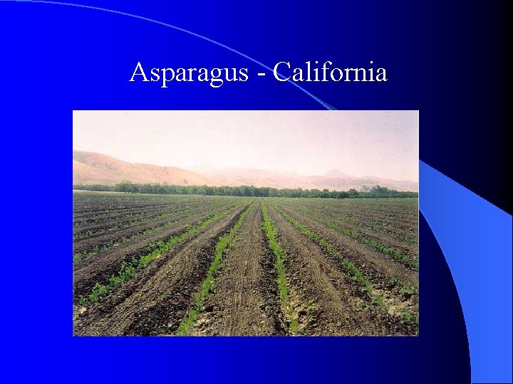 Asparagus - California 