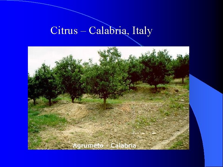 Citrus – Calabria, Italy 