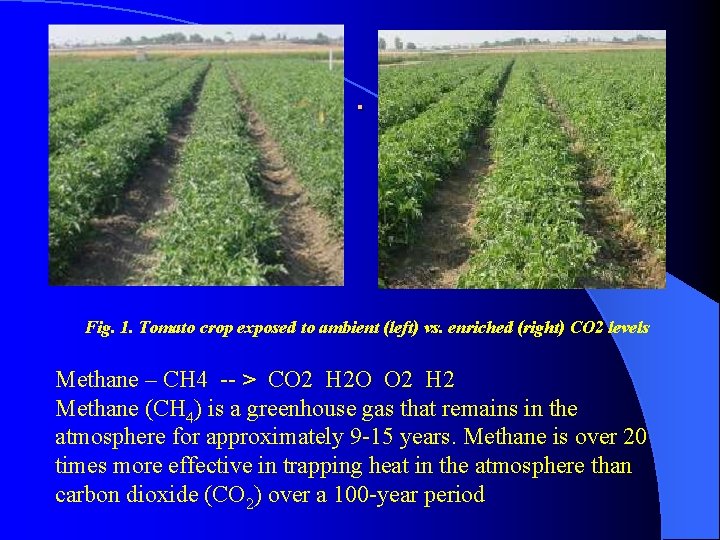 . Fig. 1. Tomato crop exposed to ambient (left) vs. enriched (right) CO 2
