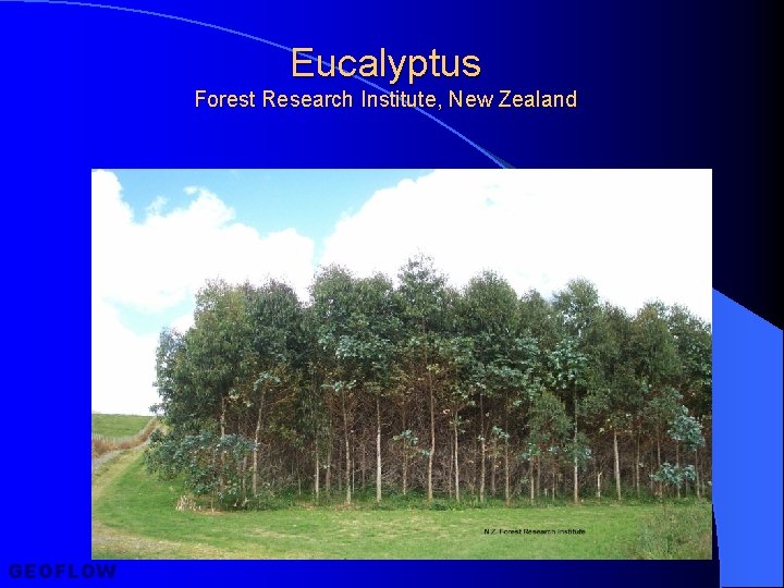 Eucalyptus Forest Research Institute, New Zealand GEOFLOW 