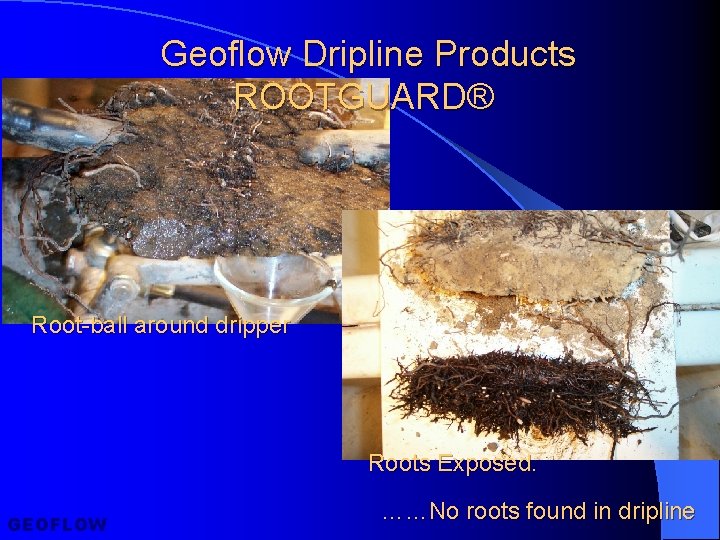 Geoflow Dripline Products ROOTGUARD® Root-ball around dripper Roots Exposed. GEOFLOW ……No roots found in