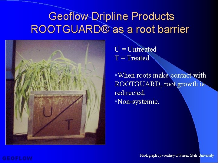 Geoflow Dripline Products ROOTGUARD® as a root barrier U = Untreated T = Treated