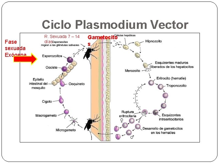 Ciclo Plasmodium Vector Fase sexuada Exógena R. Sexuada 7 – 14 días Gametocito s