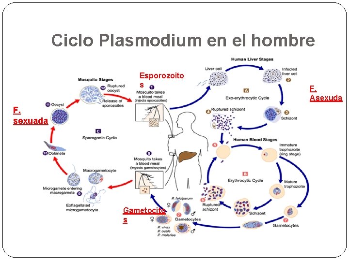 Ciclo Plasmodium en el hombre Esporozoito s F. sexuada Gametocito s F. Asexuda 