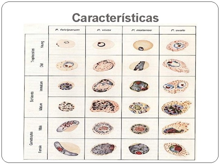 Características 