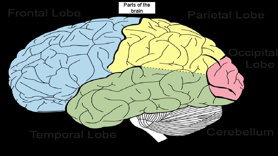 Parts of the brain Brain parts 
