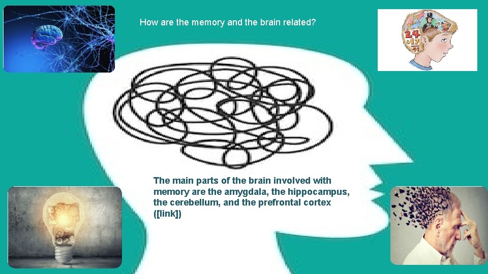 How are the memory and the brain related? The main parts of the brain