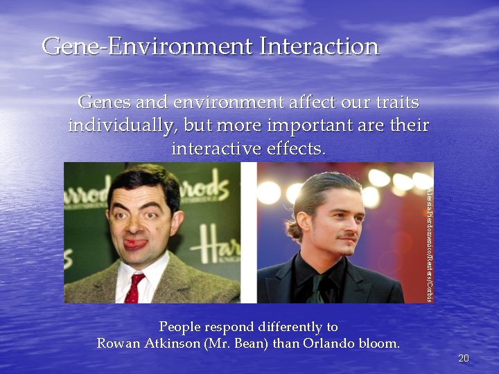 Gene-Environment Interaction Genes and environment affect our traits individually, but more important are their
