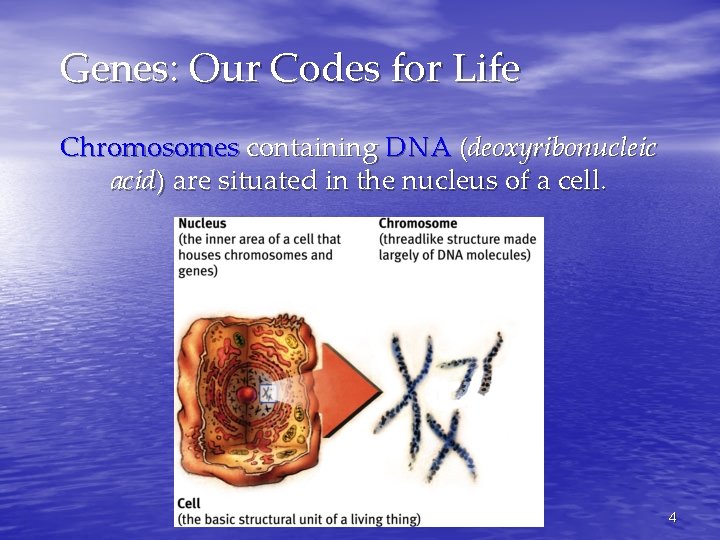 Genes: Our Codes for Life Chromosomes containing DNA (deoxyribonucleic acid) are situated in the