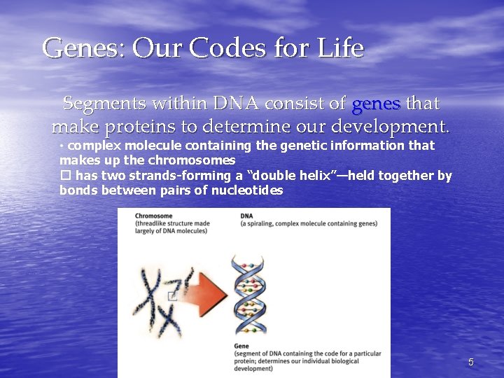 Genes: Our Codes for Life Segments within DNA consist of genes that make proteins