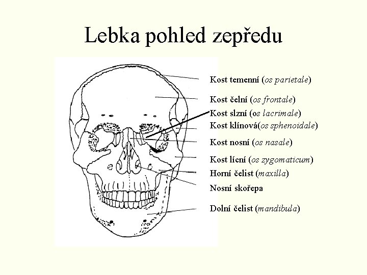 Lebka pohled zepředu Kost temenní (os parietale) Kost čelní (os frontale) Kost slzní (os Lebka pohled zepředu Kost temenní (os parietale) Kost čelní (os frontale) Kost slzní (os