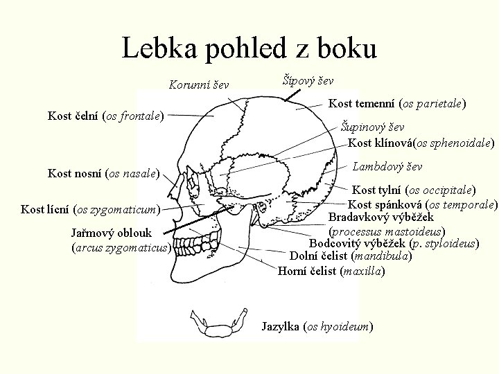 Lebka pohled z boku Korunní šev Kost čelní (os frontale) Kost nosní (os nasale) Lebka pohled z boku Korunní šev Kost čelní (os frontale) Kost nosní (os nasale)