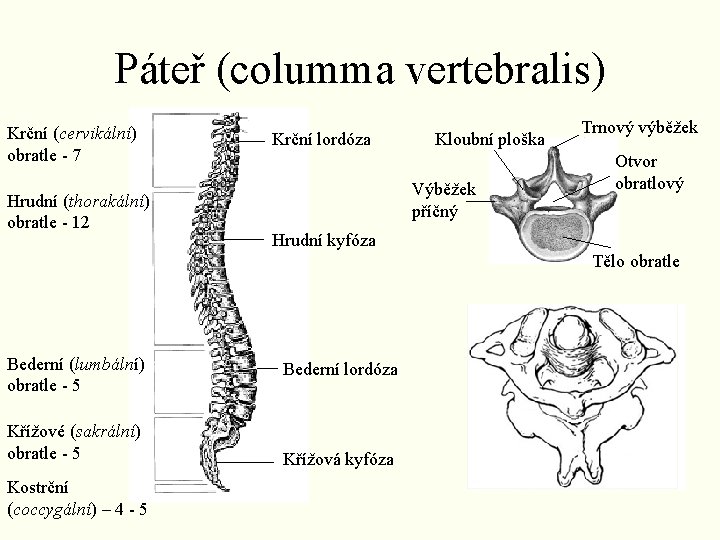 Páteř (columma vertebralis) Krční (cervikální) obratle - 7 Hrudní (thorakální) obratle - 12 Krční Páteř (columma vertebralis) Krční (cervikální) obratle - 7 Hrudní (thorakální) obratle - 12 Krční