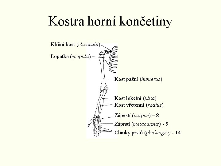 Kostra horní končetiny Klíční kost (clavicula) Lopatka (scapula) Kost pažní (humerus) Kost loketní (ulna) Kostra horní končetiny Klíční kost (clavicula) Lopatka (scapula) Kost pažní (humerus) Kost loketní (ulna)