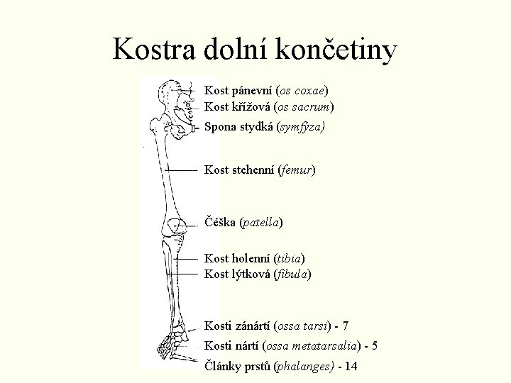 Kostra dolní končetiny Kost pánevní (os coxae) Kost křížová (os sacrum) Spona stydká (symfýza) Kostra dolní končetiny Kost pánevní (os coxae) Kost křížová (os sacrum) Spona stydká (symfýza)