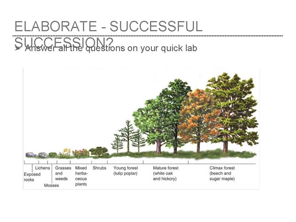 ELABORATE - SUCCESSFUL SUCCESSION? ➤ Answer all the questions on your quick lab 