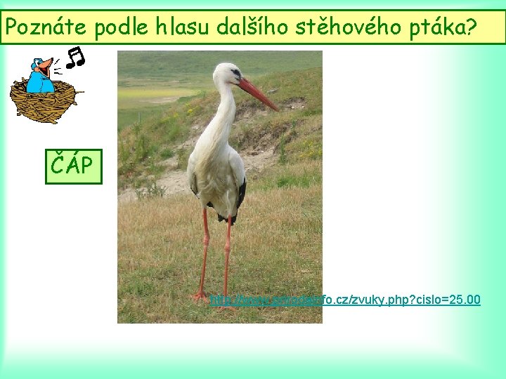 Poznáte podle hlasu dalšího stěhového ptáka? ČÁP http: //www. prirodainfo. cz/zvuky. php? cislo=25. 00