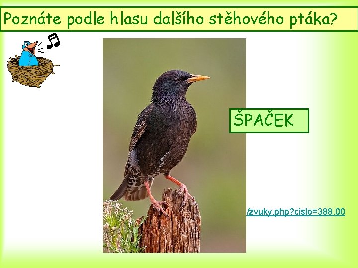 Poznáte podle hlasu dalšího stěhového ptáka? ŠPAČEK http: //www. prirodainfo. cz/zvuky. php? cislo=388. 00