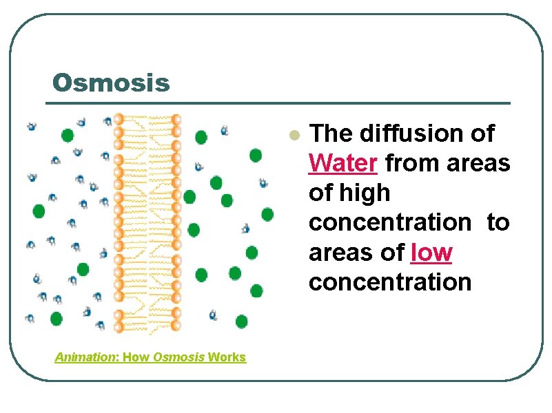 Osmosis l Animation: How Osmosis Works The diffusion of Water from areas of high