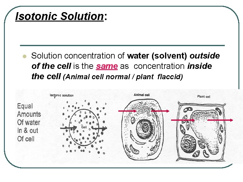 Isotonic Solution: l Solution concentration of water (solvent) outside of the cell is the
