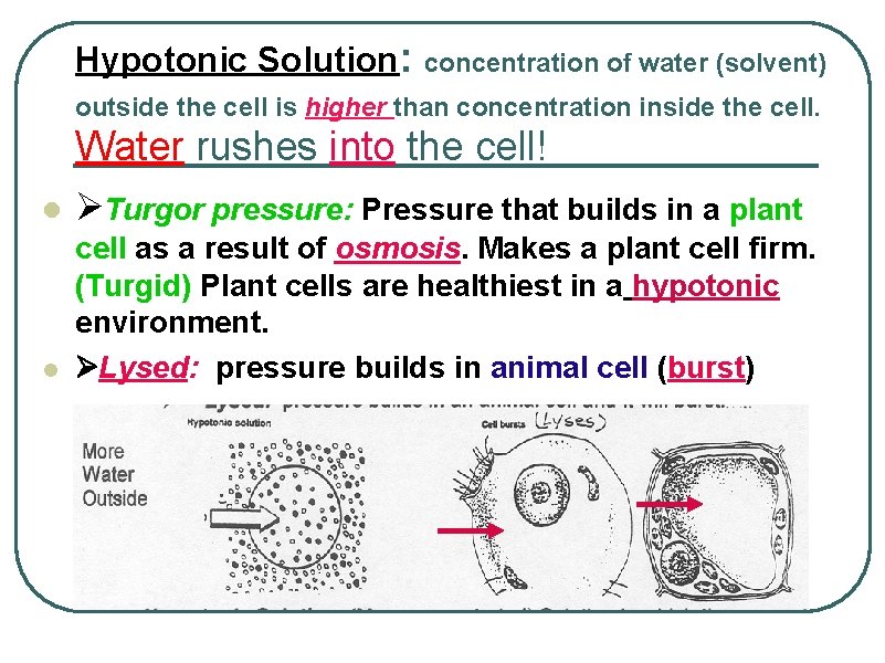 Hypotonic Solution: concentration of water (solvent) outside the cell is higher than concentration inside