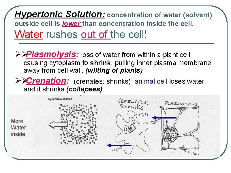 Hypertonic Solution: concentration of water (solvent) outside cell is lower than concentration inside the