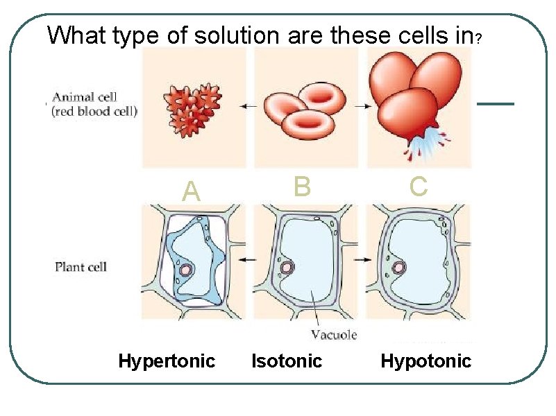 What type of solution are these cells in? A Hypertonic B Isotonic C Hypotonic