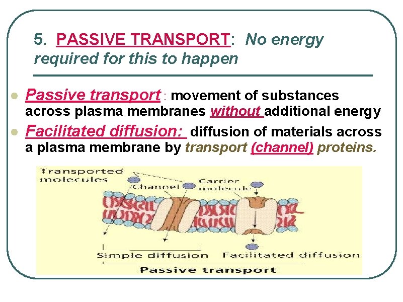 5. PASSIVE TRANSPORT: No energy required for this to happen l Passive transport :