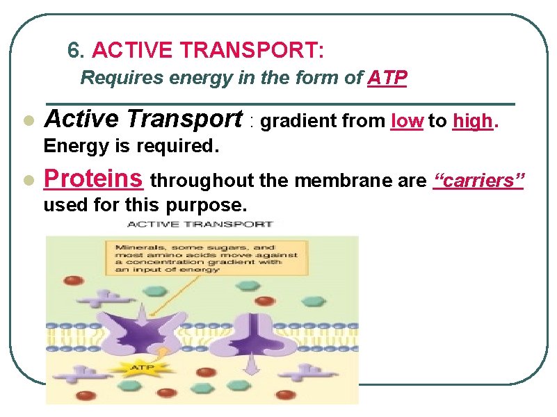 6. ACTIVE TRANSPORT: Requires energy in the form of ATP l Active Transport :