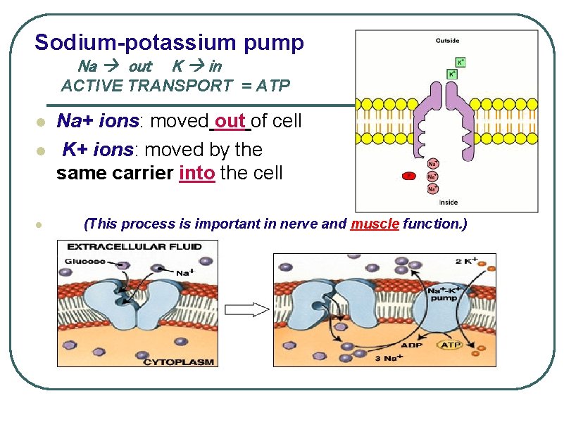 Sodium-potassium pump Na out K in ACTIVE TRANSPORT = ATP l l l Na+