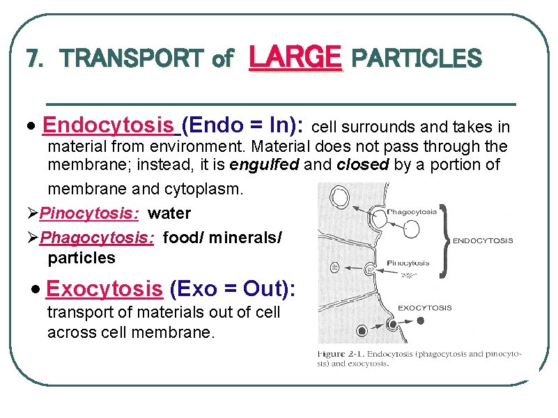 7. TRANSPORT of LARGE PARTICLES · Endocytosis (Endo = In): cell surrounds and takes