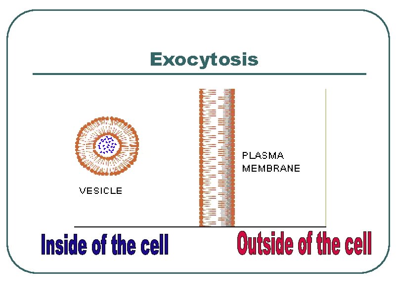 Exocytosis 