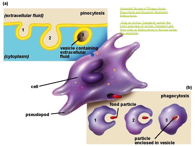 (a) pinocytosis (extracellular fluid) 1 2 Animated Review of Phagocytosis, Pinocytosis and Receptor Mediated