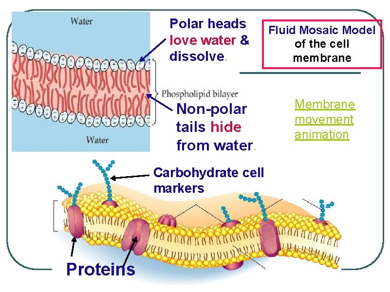 Polar heads love water & dissolve. Non-polar tails hide from water. Carbohydrate cell markers