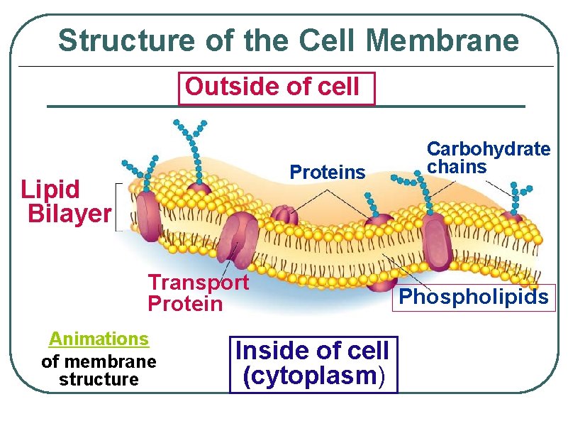 Structure of the Cell Membrane Outside of cell Proteins Lipid Bilayer Transport Protein Animations