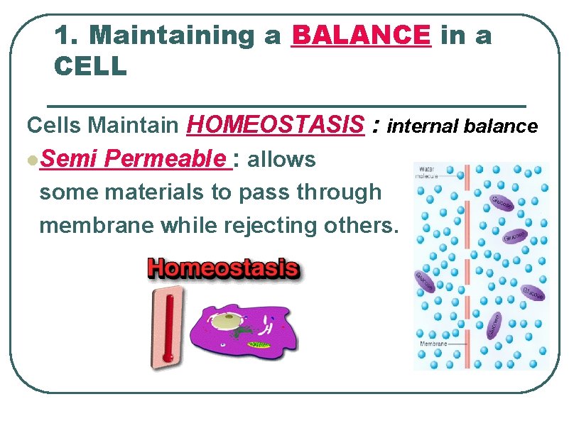1. Maintaining a BALANCE in a CELL Cells Maintain HOMEOSTASIS : internal balance l.
