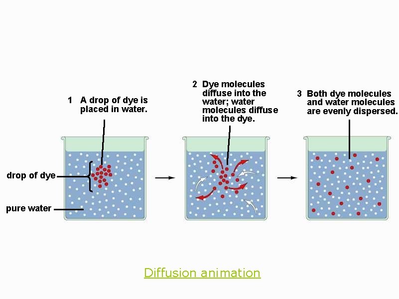 1 A drop of dye is placed in water. 2 Dye molecules diffuse into