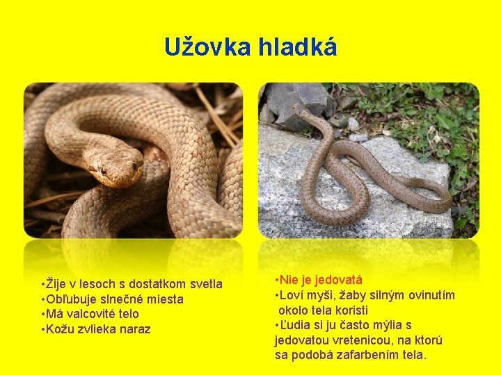 Užovka hladká • Žije v lesoch s dostatkom svetla • Obľubuje slnečné miesta •