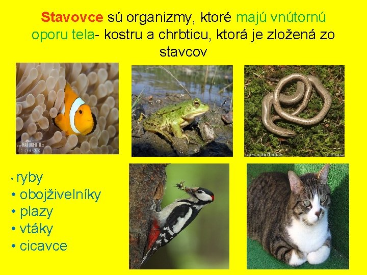 Stavovce sú organizmy, ktoré majú vnútornú oporu tela- kostru a chrbticu, ktorá je zložená