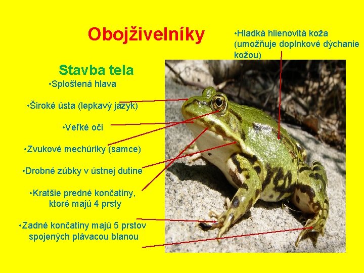 Obojživelníky Stavba tela • Sploštená hlava • Široké ústa (lepkavý jazyk) • Veľké oči