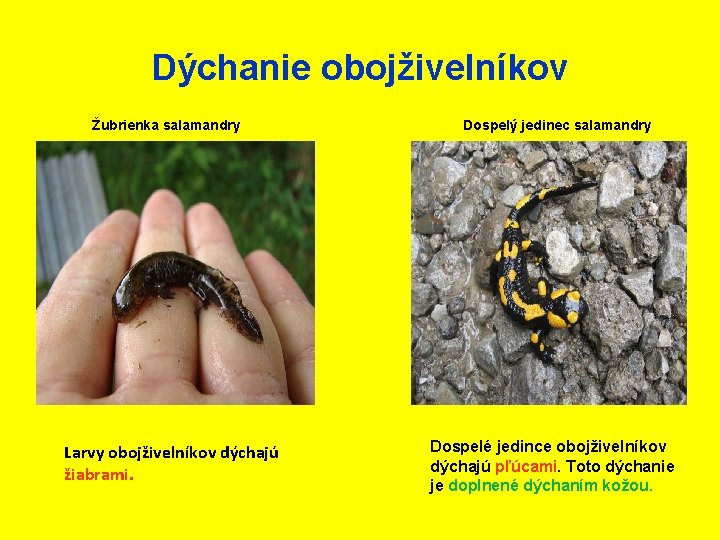 Dýchanie obojživelníkov Žubrienka salamandry Larvy obojživelníkov dýchajú žiabrami. Dospelý jedinec salamandry Dospelé jedince obojživelníkov