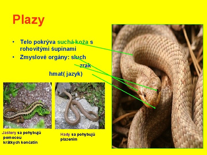 Plazy • Telo pokrýva suchá koža s rohovitými šupinami • Zmyslové orgány: sluch zrak