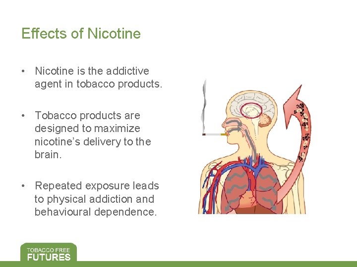 Effects of Nicotine • Nicotine is the addictive agent in tobacco products. • Tobacco