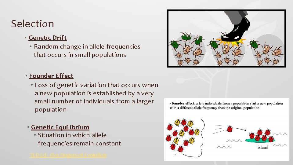 Selection • Genetic Drift • Random change in allele frequencies that occurs in small