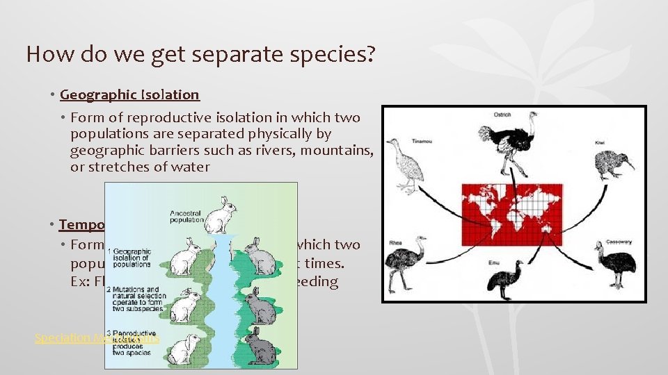 How do we get separate species? • Geographic Isolation • Form of reproductive isolation